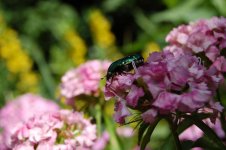 DSC_1090.jpg