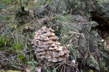 DSC_0352.jpg