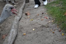 DSC_0411.jpg