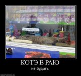 кот.jpg