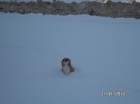 SAM_0478.jpg