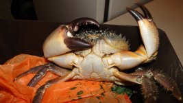 DSC01033.JPG