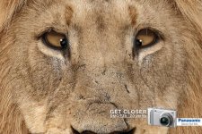 panasonic-lumix-lion-small-66053.jpg