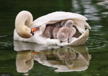 Мать и дитя - белые лебеди.jpg