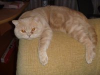 кошара-small.jpg