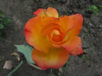 IMG_9909.jpg