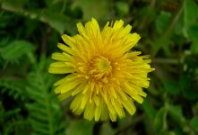 yellow_dandelion.jpg