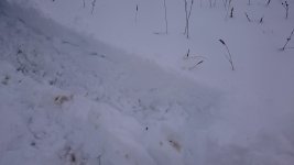 DSC_0101.jpg