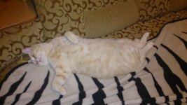 Кот-2.jpg