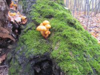 IMG_1167.JPG
