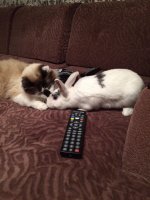 IMG-20170116-WA0006.jpg IMG-20170116-WA0006.jpg