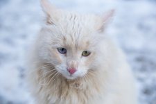IMG_0253.jpg