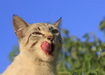 Cat_1s.jpg