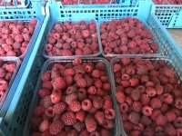 IMG_1442-20-08-17-06-15.JPG
