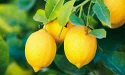 limon-solyu-poleznye-svojstva-vred-recepty-ukrepleniya-zdorovya-lecheniya-1.jpg