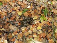 IMG_20180929_132801.jpg