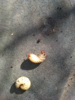 IMG_20201010_130723.jpg