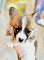 коричн-1.jpg коричн-1.jpg
