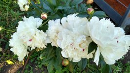 IMG_20220611_170735735_HDR[1].jpg