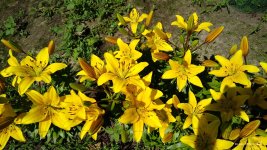 IMG_20220626_122225396.jpg