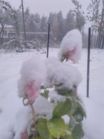 IMG_20220926_144635.jpg