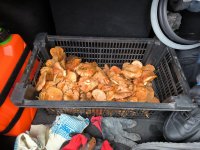 IMG_20231011_121858.jpg