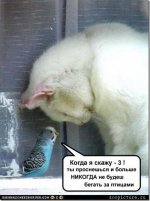 funnypicturesbirdhypnotizescat.jpg