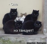 Котики.jpg