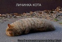 423402.jpg
