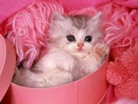 кош.jpg кош.jpg