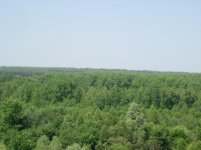 лес1.jpg