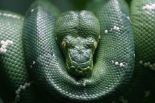 emerald-tree-boa_04tfk.jpg