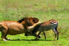 lion-attacks-zebra-calf-1.jpg