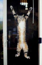 cat05.jpg