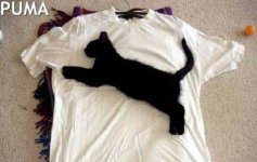 cat05.jpg