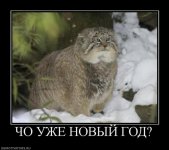 cat10.jpg