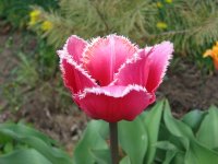 IMG_2264.jpg