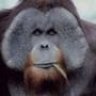 Orangutan